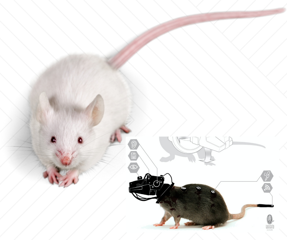 Mind-controlling rats is now a thing