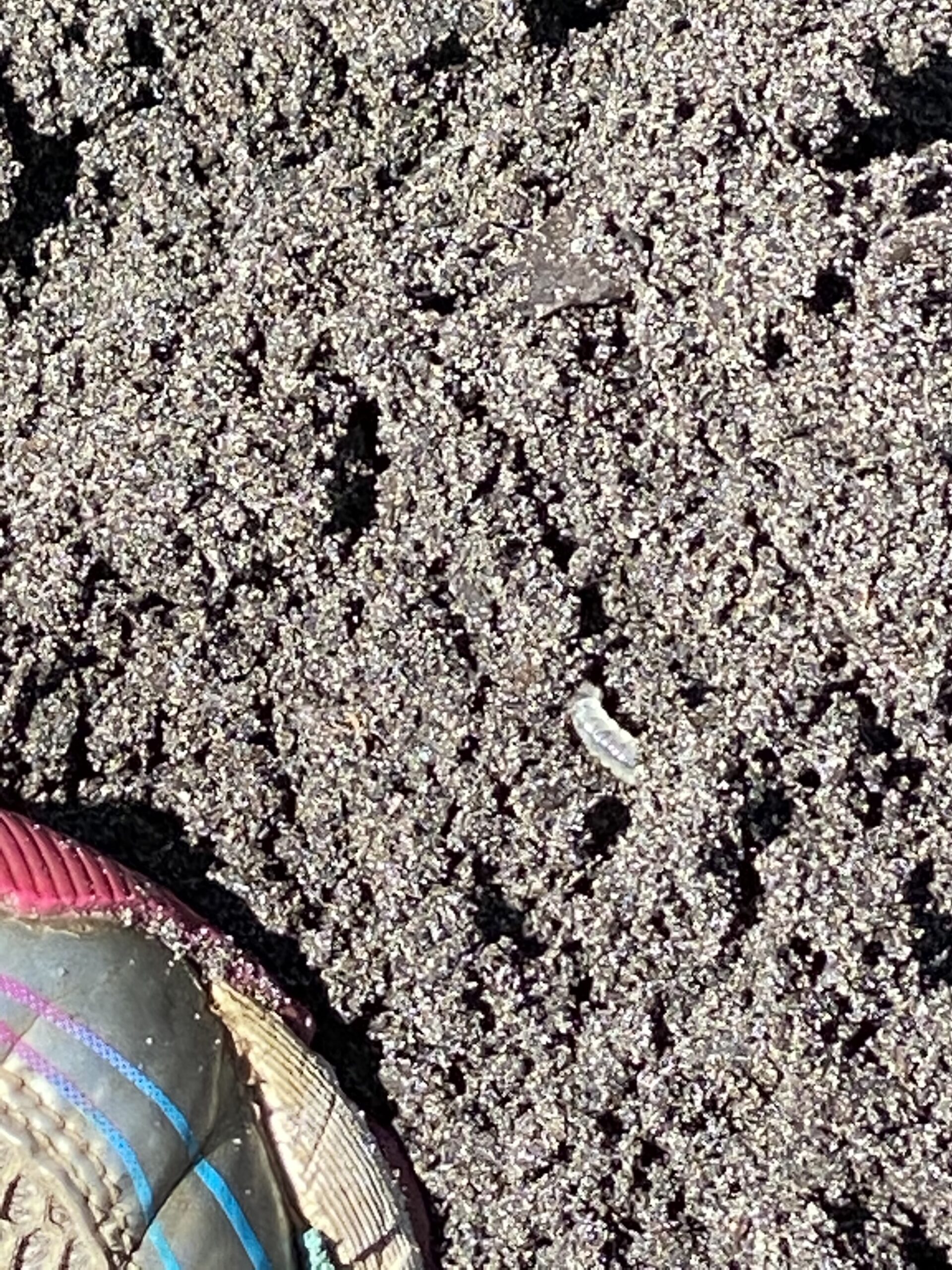 Bug in the dirt.