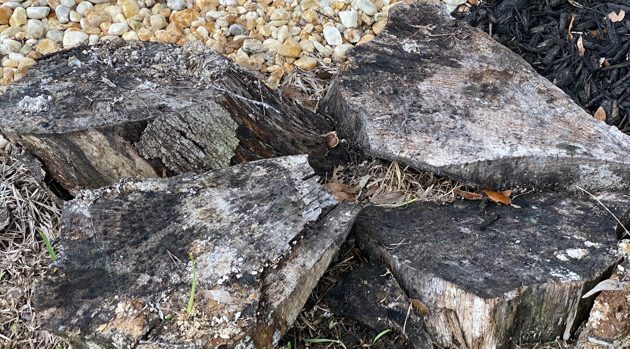 Trees stumps that have been cut.