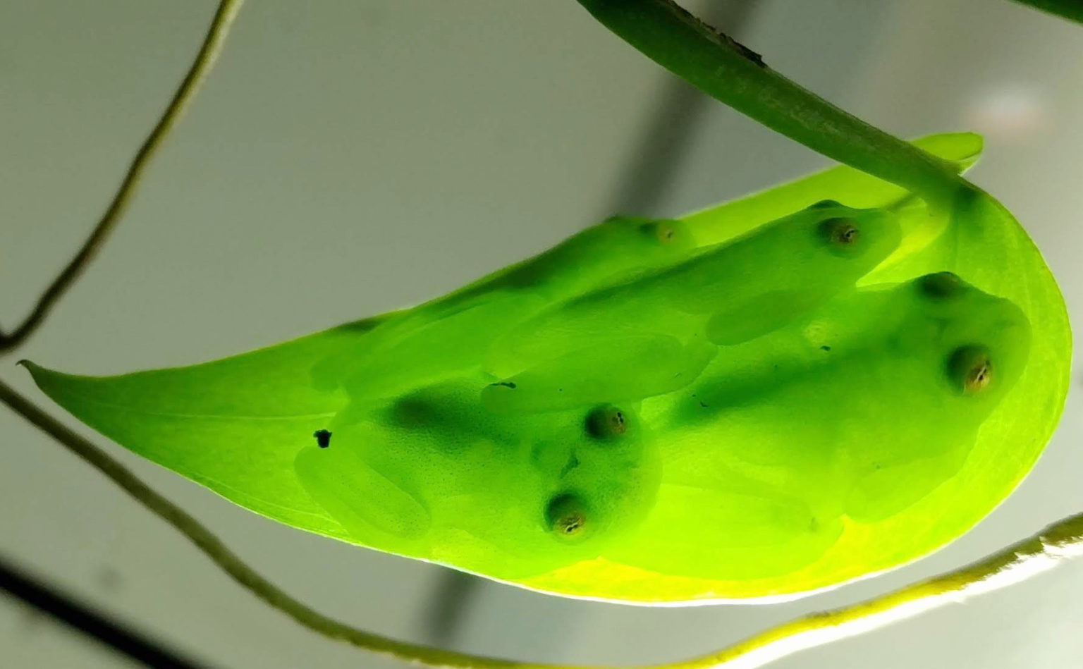 Several transparent frogs sitting on a leaf.