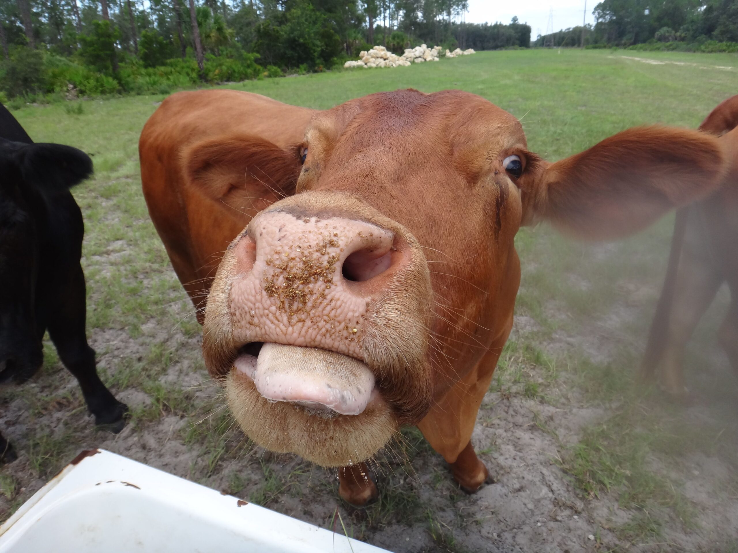 Close up of cow in a field.