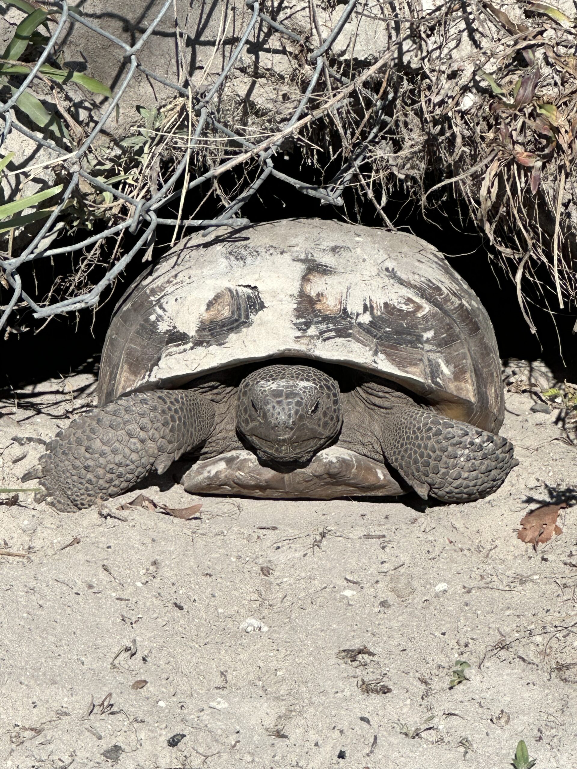 Close up of a turtle under a fence.