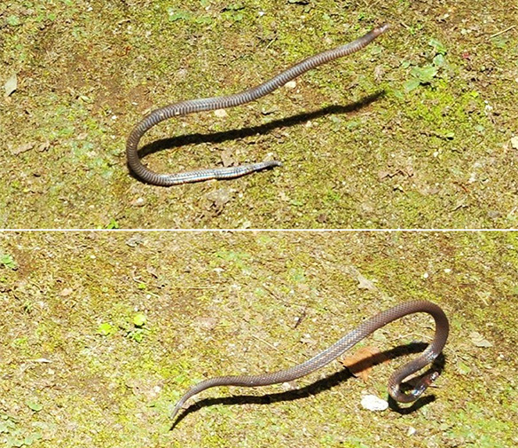 Snakes doing cartwheels taken by scientist.