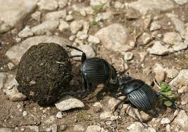 Black bugs crawling through the dirt.