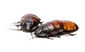 Was Your Ex a Cockroach?