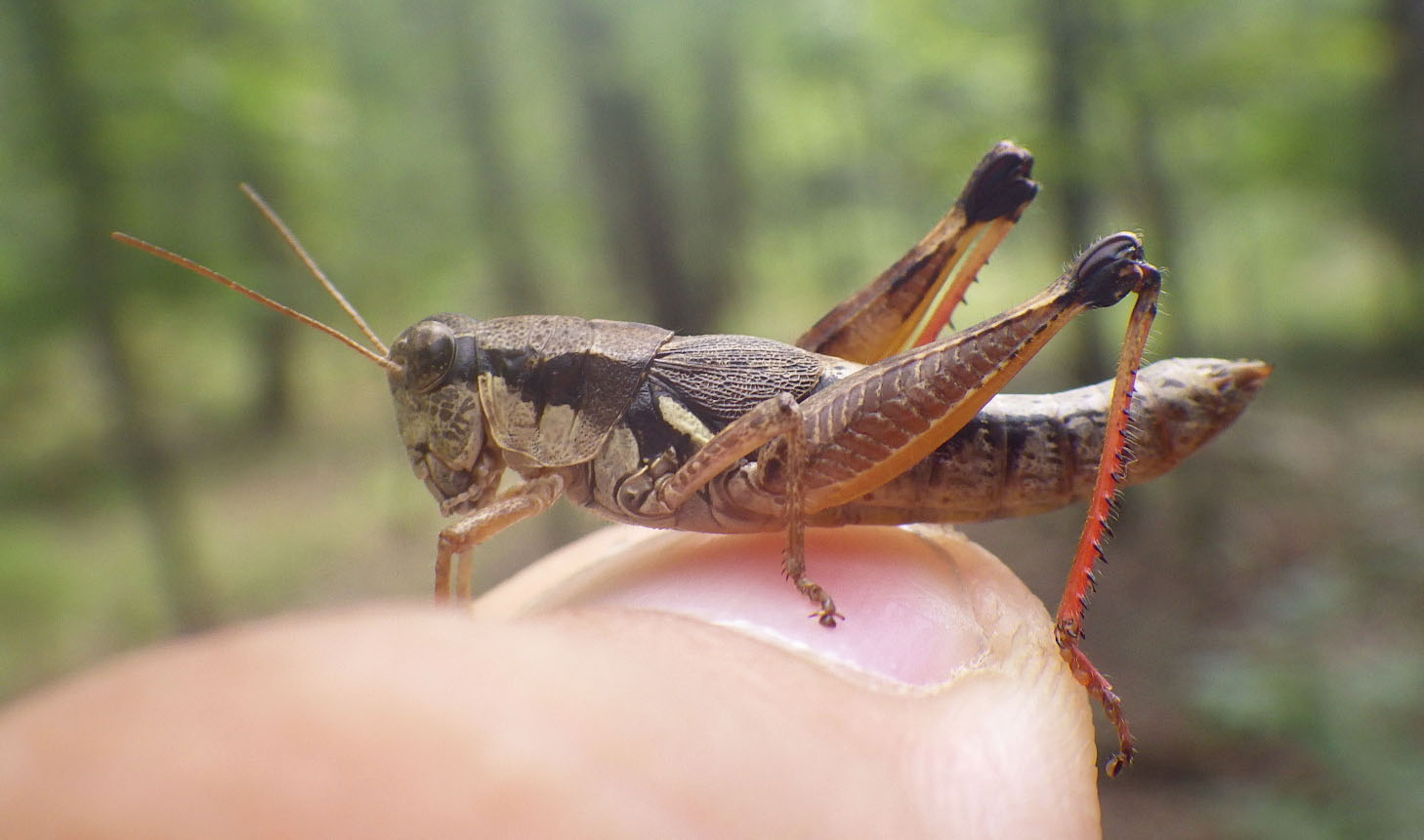 Grasshopper sitting on a persons finger.