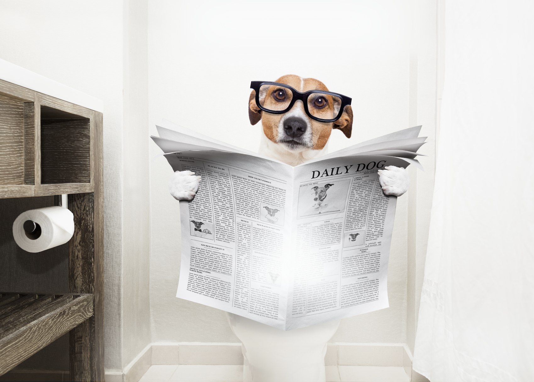 Dog with glasses sitting on a toilet reading the newspaper.