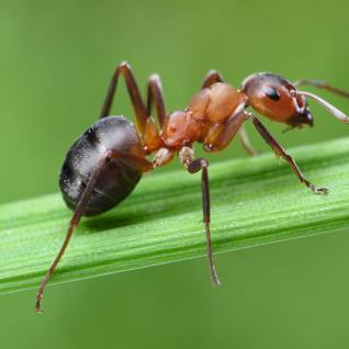 Bug on a leaf.