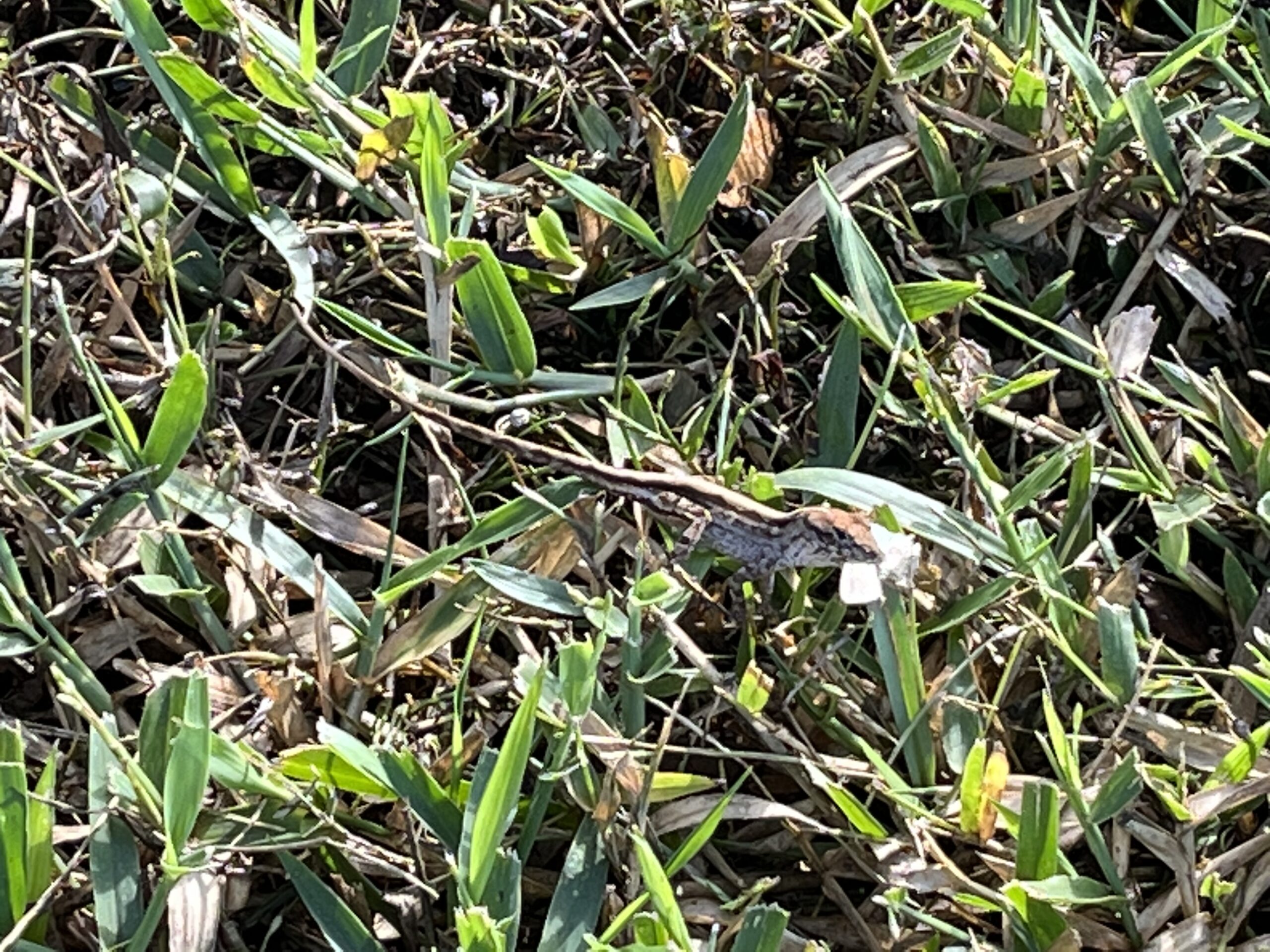 Lizard in the grass.