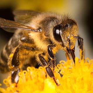 Close up of a bee on a flower.