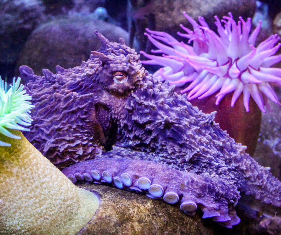 Purple ocean creatures laying in the bottom of the ocean.