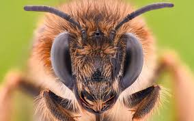 Bees Can Smell Cancer